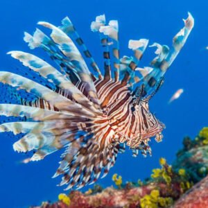 BIBLIOTECONOMIA E GESTÃO DE BIBLIOTECAS ESCOLARES E INSTITUCIONAIS