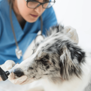 RECURSOS PESQUEIROS E PISCICULTURA