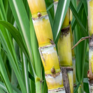 AUDITORIA HOSPITALAR