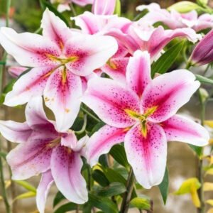 TDAH- TRANSTORNO DO DÉFICIT DE ATENÇÃO E HIPERATIVIDADE