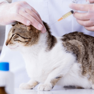 ESTÉTICA E COSMETOLOGIA