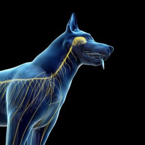 GESTÃO DE MARKETING E SERVIÇOS