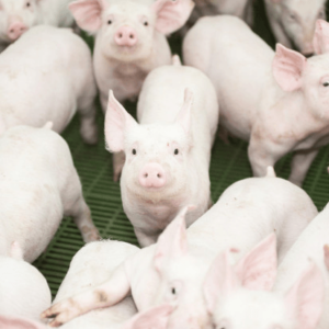 GERIATRIA E GERONTOLOGIA