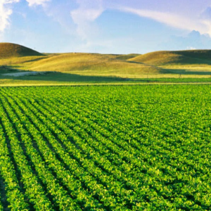 DOCÊNCIA EM SERVIÇO SOCIAL