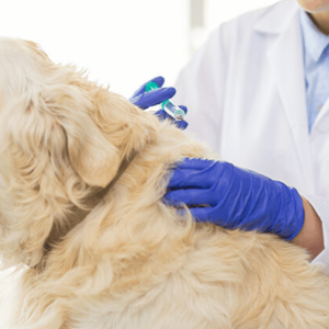 FARMACOLOGIA E TERAPÊUTICA VETERINÁRIA